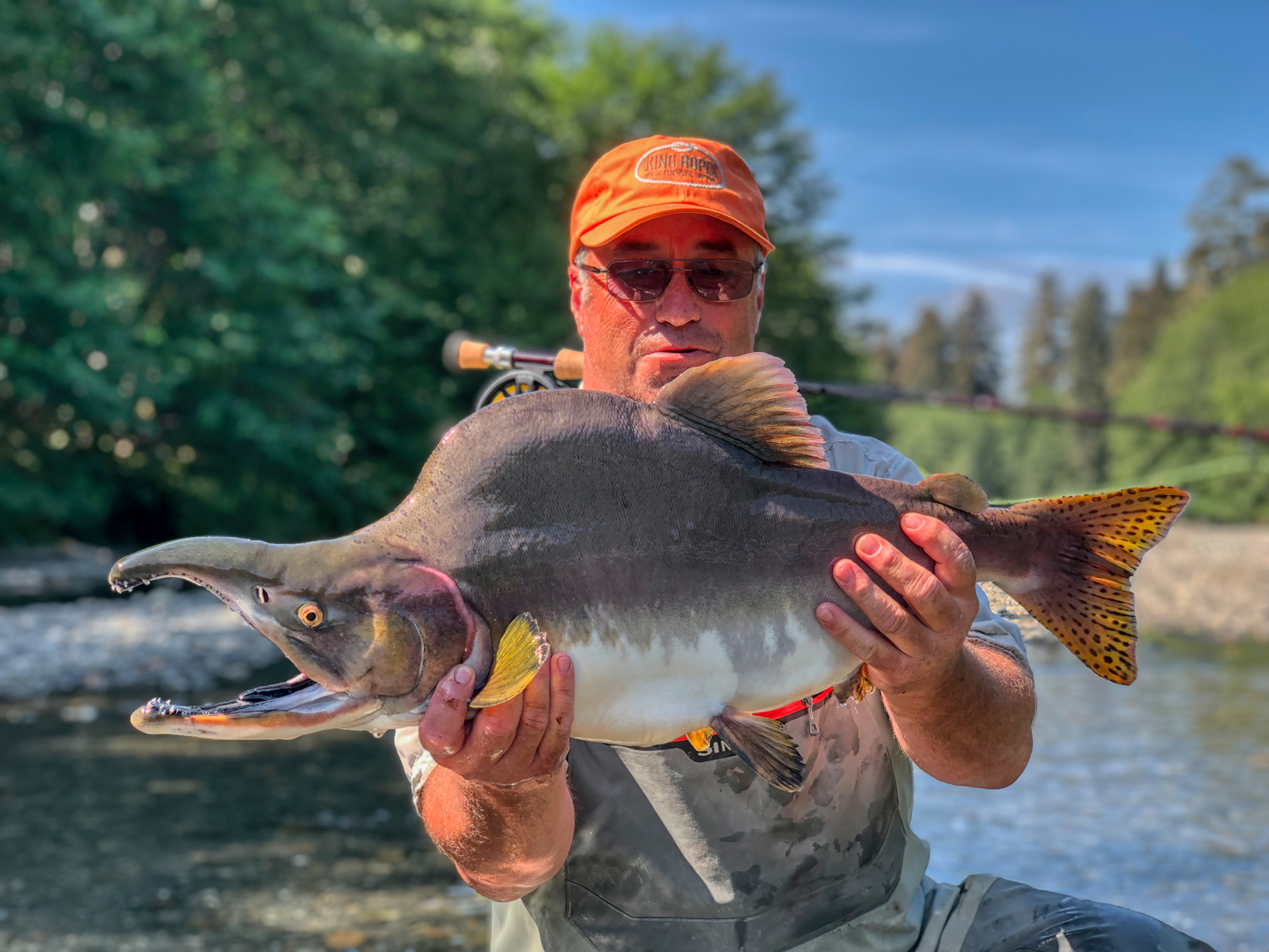 Alaska Freshwater Fishing Pink Salmon
